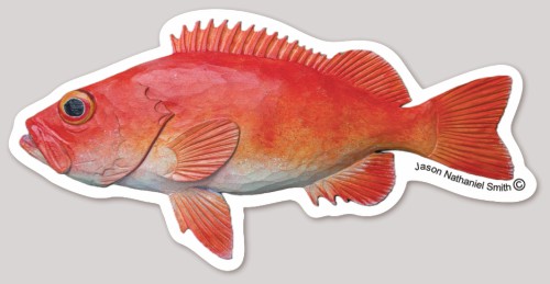 Acadian Redfish Sticker