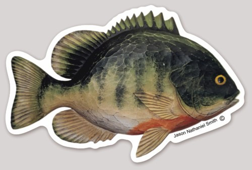 Bluegill-1